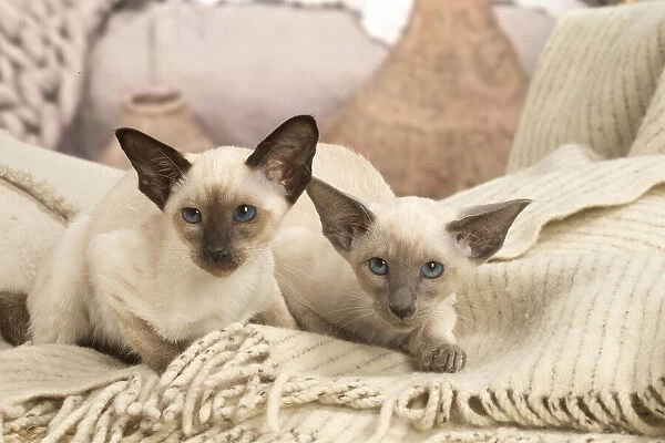 13132065. Siamese cats indoors Date