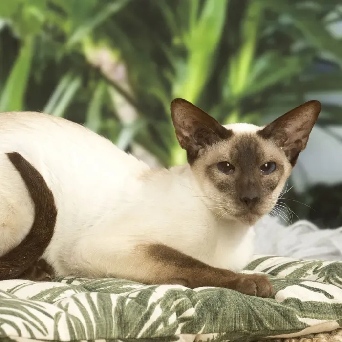 Framed Print : 13132074. Siamese cat indoors Date Framed Print : 13132074. Siamese cat indoors Date