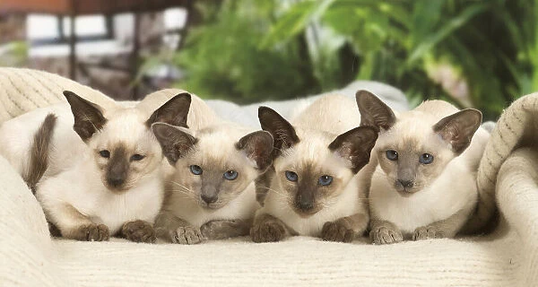 13132078. Siamese cats indoors Date