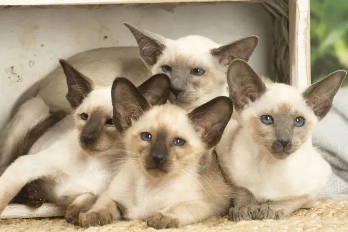 Framed Print : 13132081. Siamese cats indoors Date Framed Print : 13132081. Siamese cats indoors Date