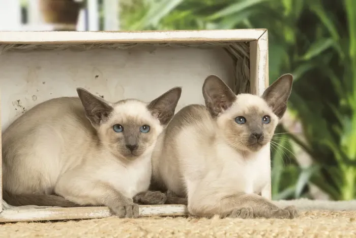 Framed Print : 13132082. Siamese cats indoors Date Framed Print : 13132082. Siamese cats indoors Date