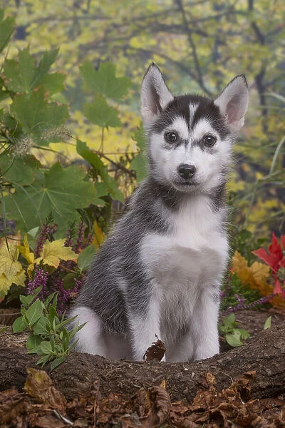 13132088. Husky puppy outdoors in Autumn Date