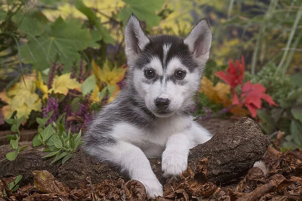 13132089. Husky puppy outdoors in Autumn Date