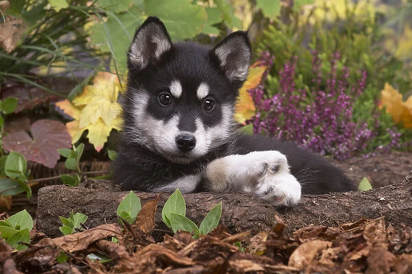 13132090. Husky puppy outdoors in Autumn Date