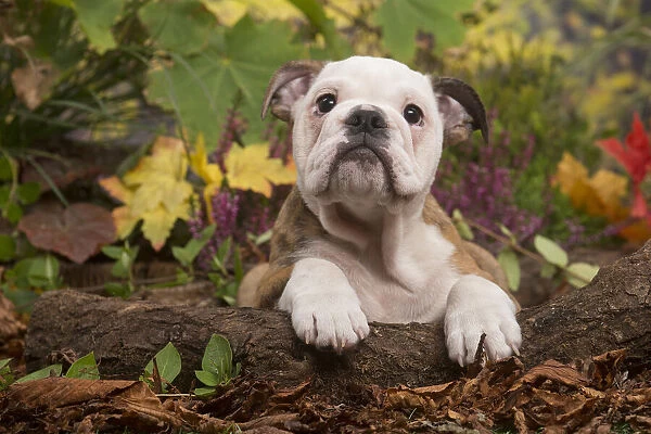 13132091. English Bulldog puppy outdoors in Autumn Date