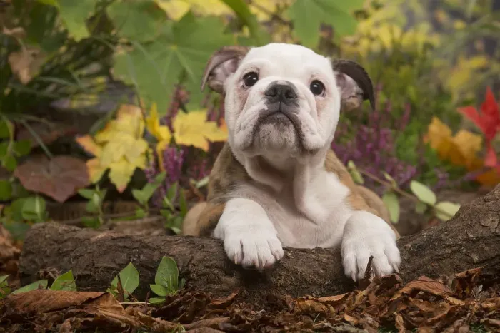 Framed Print : 13132091. English Bulldog puppy outdoors in Autumn Date Framed Print : 13132091. English Bulldog puppy outdoors in Autumn Date