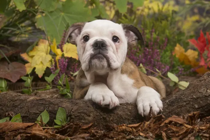 Framed Print : 13132092. English Bulldog puppy outdoors in Autumn Date Framed Print : 13132092. English Bulldog puppy outdoors in Autumn Date