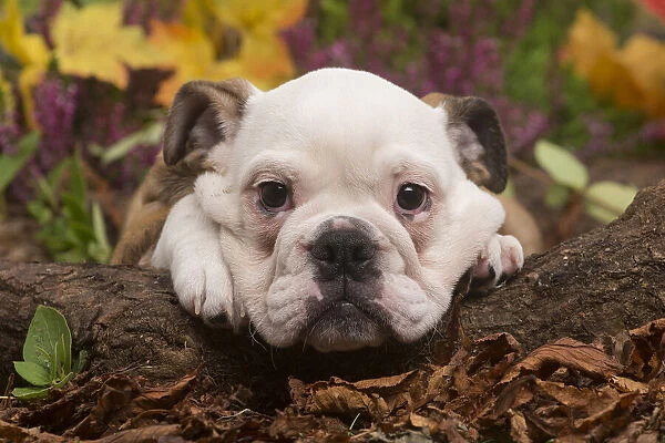 13132093. English Bulldog puppy outdoors in Autumn Date