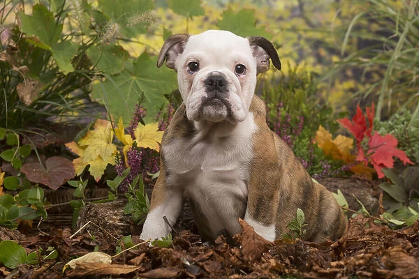 13132094. English Bulldog puppy outdoors in Autumn Date