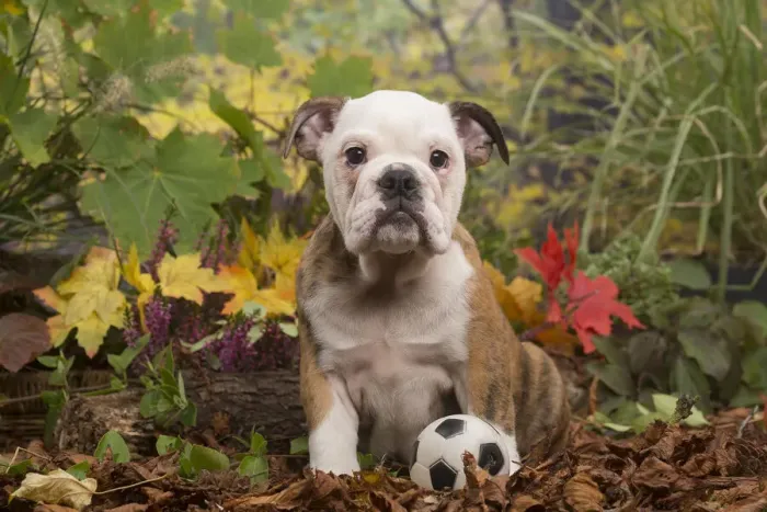 Framed Print : 13132095. English Bulldog puppy outdoors in Autumn Date Framed Print : 13132095. English Bulldog puppy outdoors in Autumn Date