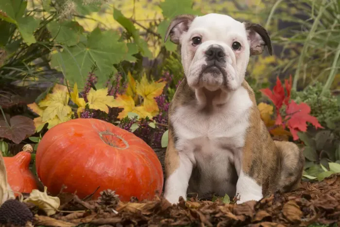 Framed Print : 13132096. English Bulldog puppy outdoors in Autumn Date Framed Print : 13132096. English Bulldog puppy outdoors in Autumn Date