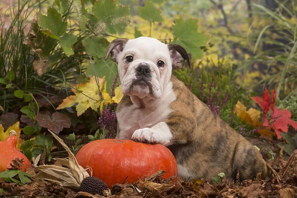 13132097. English Bulldog puppy outdoors in Autumn Date