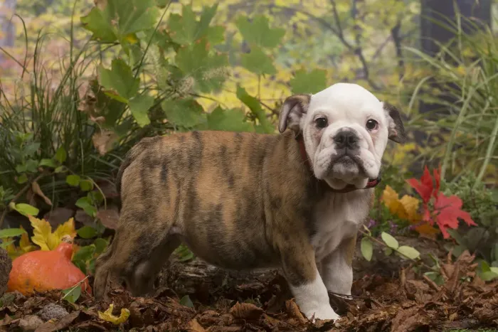 Framed Print : 13132098. English Bulldog puppy outdoors in Autumn Date Framed Print : 13132098. English Bulldog puppy outdoors in Autumn Date