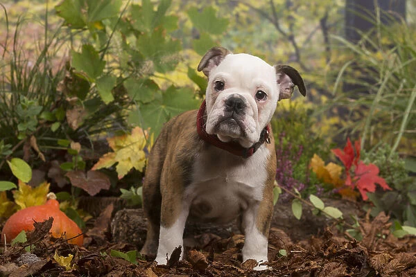 13132099. English Bulldog puppy outdoors in Autumn Date