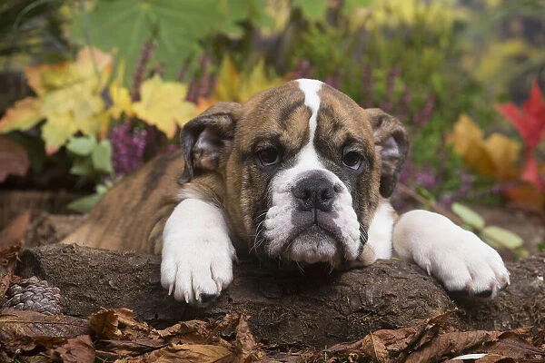 13132100. English Bulldog puppy outdoors in Autumn Date