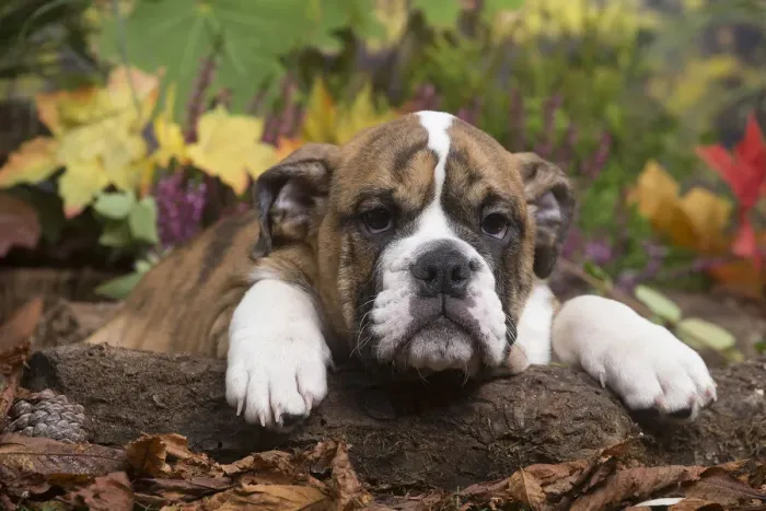 Framed Print : 13132100. English Bulldog puppy outdoors in Autumn Date Framed Print : 13132100. English Bulldog puppy outdoors in Autumn Date