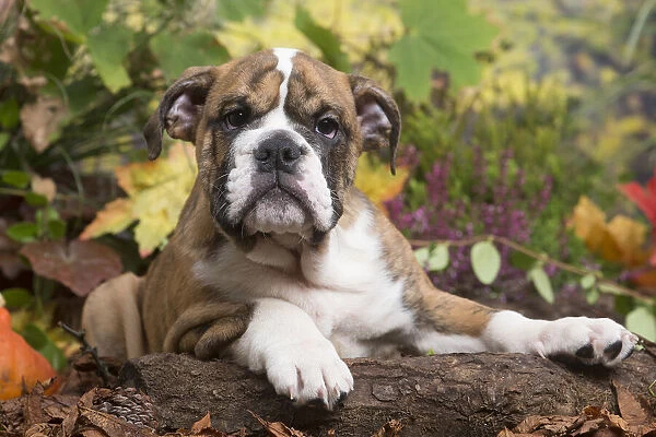 13132101. English Bulldog puppy outdoors in Autumn Date