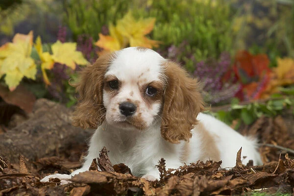 13132107. Cavalier King Charles Spaniel puppy outdoors in Autumn Date