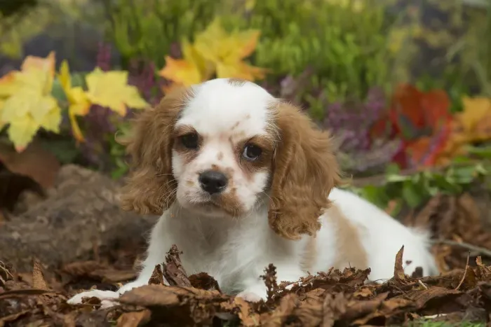 Framed Print : 13132107. Cavalier King Charles Spaniel puppy outdoors in Autumn Date Framed Print : 13132107. Cavalier King Charles Spaniel puppy outdoors in Autumn Date