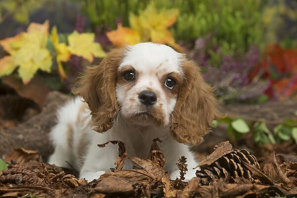 13132108. Cavalier King Charles Spaniel puppy outdoors in Autumn Date