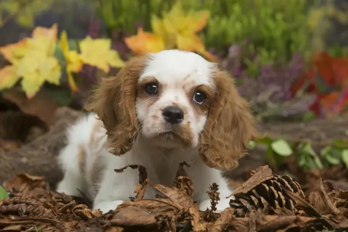 Framed Print : 13132108. Cavalier King Charles Spaniel puppy outdoors in Autumn Date Framed Print : 13132108. Cavalier King Charles Spaniel puppy outdoors in Autumn Date