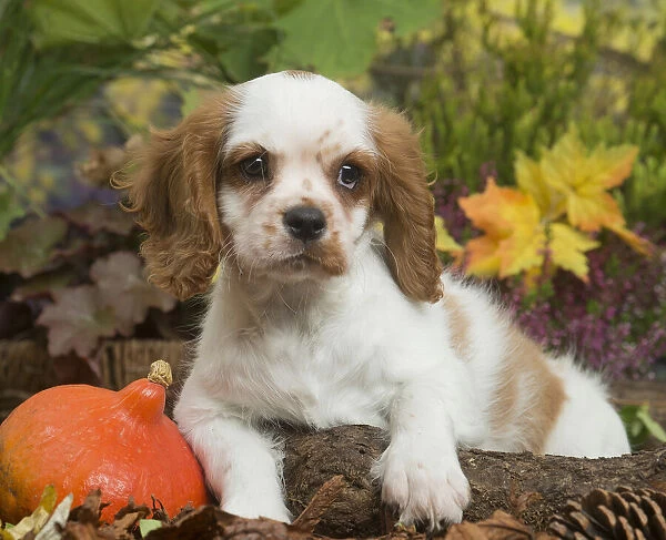 13132109. Cavalier King Charles Spaniel puppy outdoors in Autumn Date