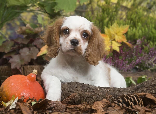 13132110. Cavalier King Charles Spaniel puppy outdoors in Autumn Date