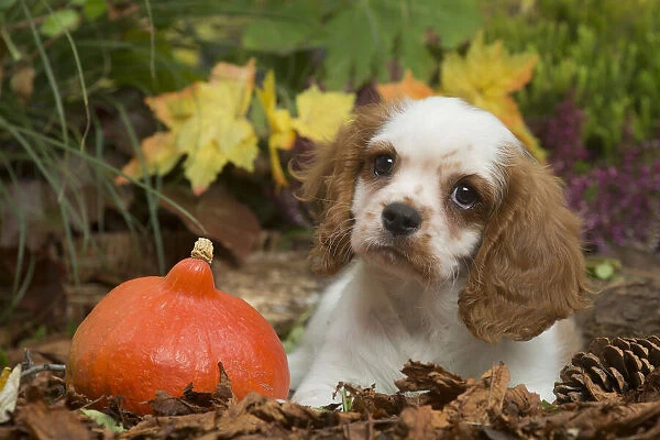 13132111. Cavalier King Charles Spaniel puppy outdoors in Autumn Date