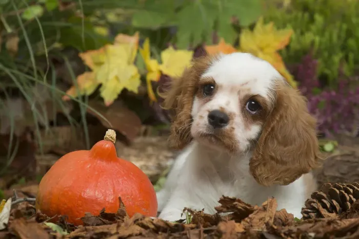 Framed Print : 13132111. Cavalier King Charles Spaniel puppy outdoors in Autumn Date Framed Print : 13132111. Cavalier King Charles Spaniel puppy outdoors in Autumn Date