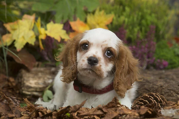 13132112. Cavalier King Charles Spaniel puppy outdoors in Autumn Date