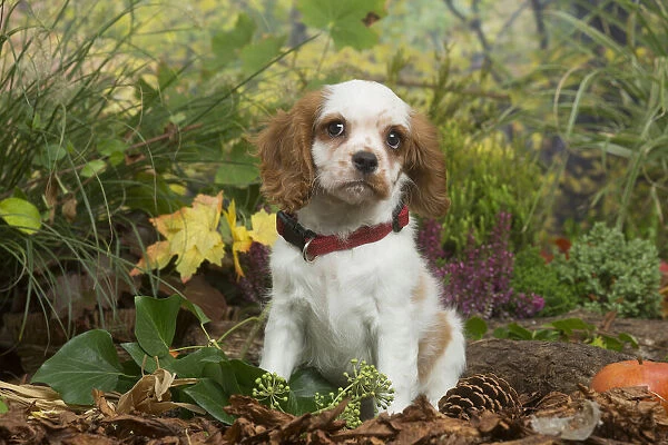13132113. Cavalier King Charles Spaniel puppy outdoors in Autumn Date