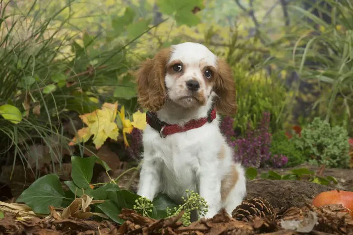 Framed Print : 13132113. Cavalier King Charles Spaniel puppy outdoors in Autumn Date Framed Print : 13132113. Cavalier King Charles Spaniel puppy outdoors in Autumn Date