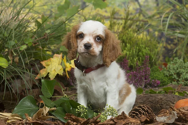 13132114. Cavalier King Charles Spaniel puppy outdoors in Autumn Date