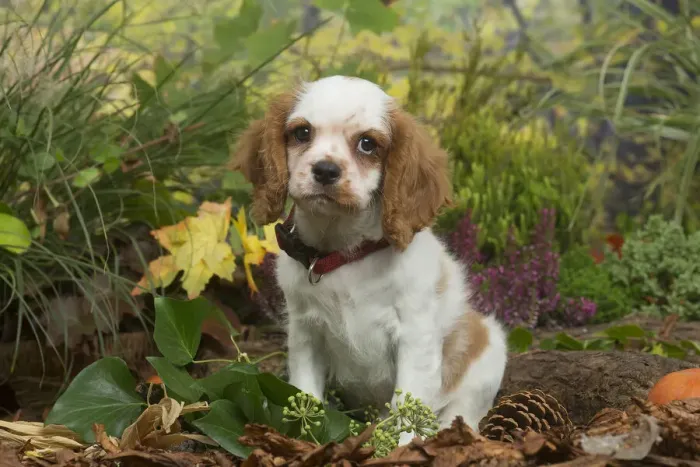 Framed Print : 13132114. Cavalier King Charles Spaniel puppy outdoors in Autumn Date Framed Print : 13132114. Cavalier King Charles Spaniel puppy outdoors in Autumn Date