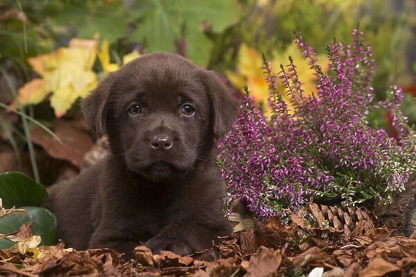13132115. Chocolate Labrador puppy outdoors in Autumn Date