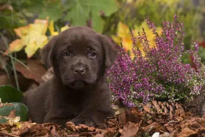 Framed Print : 13132115. Chocolate Labrador puppy outdoors in Autumn Date Framed Print : 13132115. Chocolate Labrador puppy outdoors in Autumn Date
