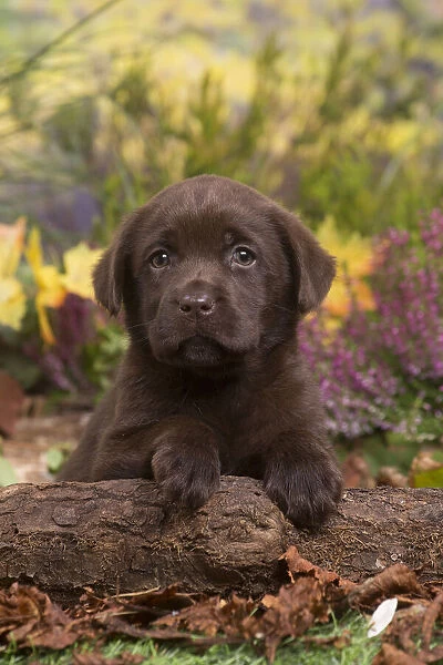 13132116. Chocolate Labrador puppy outdoors in Autumn Date