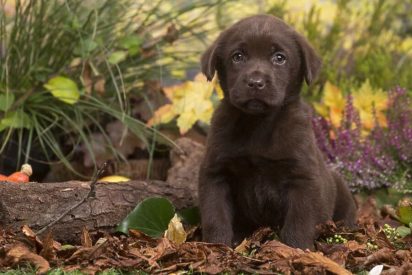 13132117. Chocolate Labrador puppy outdoors in Autumn Date
