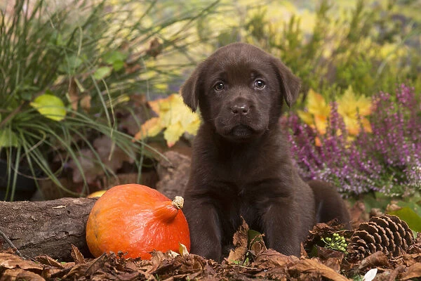 13132118. Chocolate Labrador puppy outdoors in Autumn Date