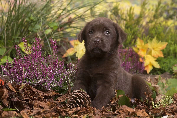 13132119. Chocolate Labrador puppy outdoors in Autumn Date