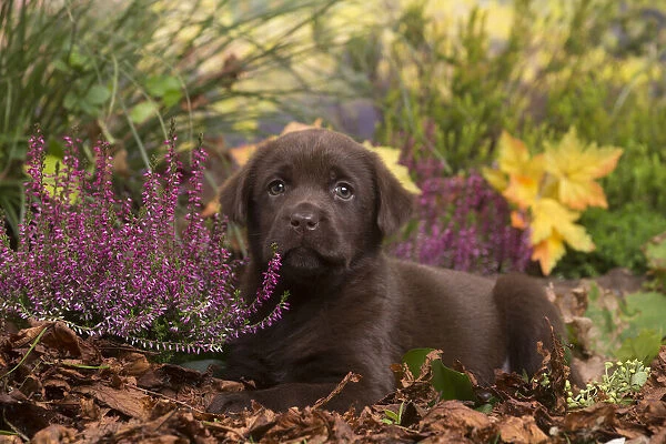 13132120. Chocolate Labrador puppy outdoors in Autumn Date