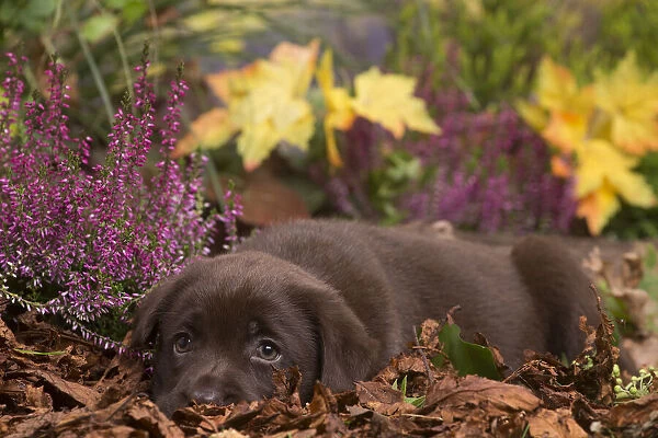 13132122. Chocolate Labrador puppy outdoors in Autumn Date