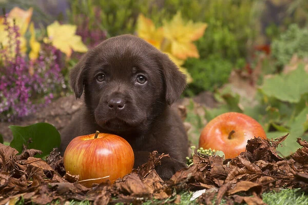 13132123. Chocolate Labrador puppy outdoors in Autumn Date