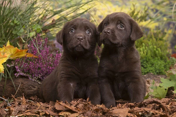 13132124. Two Chocolate Labrador puppies outdoors in Autumn Date