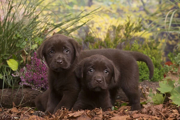 13132125. Two Chocolate Labrador puppies outdoors in Autumn Date