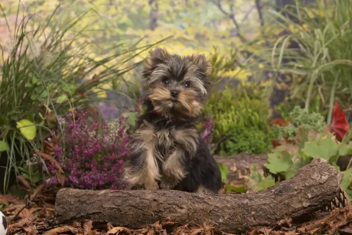 Framed Print : 13132126. Yorkshire Terrier puppy outdoors in Autumn Date Framed Print : 13132126. Yorkshire Terrier puppy outdoors in Autumn Date