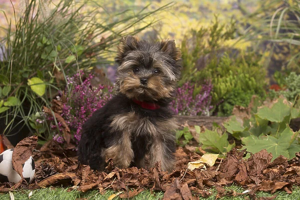 13132128. Yorkshire Terrier puppy outdoors in Autumn Date