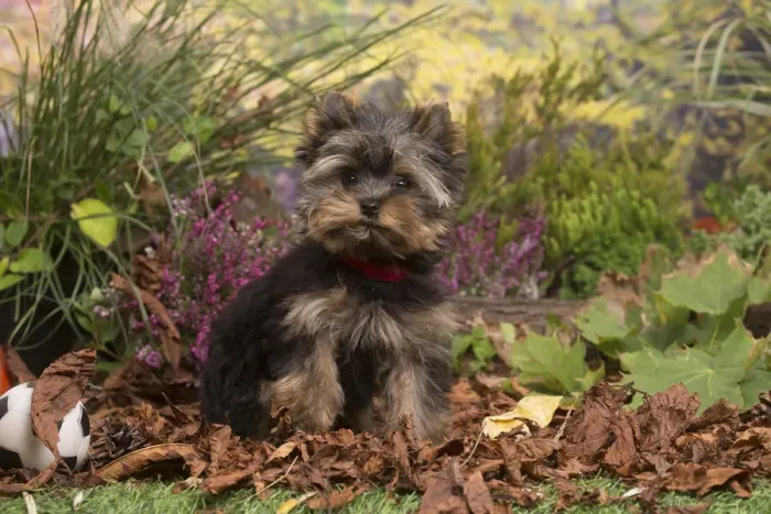 Framed Print : 13132128. Yorkshire Terrier puppy outdoors in Autumn Date Framed Print : 13132128. Yorkshire Terrier puppy outdoors in Autumn Date