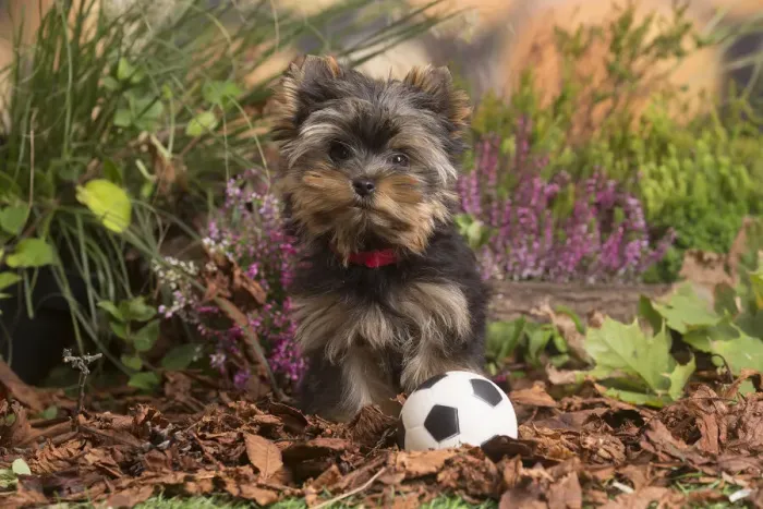 Framed Print : 13132129. Yorkshire Terrier puppy outdoors in Autumn Date Framed Print : 13132129. Yorkshire Terrier puppy outdoors in Autumn Date