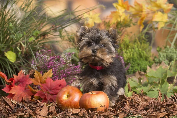 13132130. Yorkshire Terrier puppy outdoors in Autumn Date